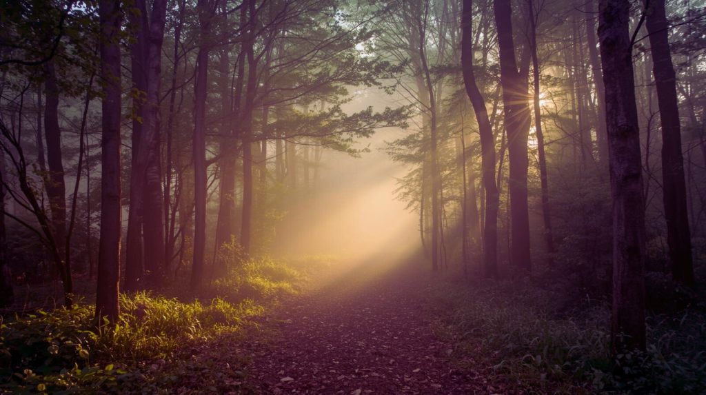 7e6434af-1bc0-40ae-aedf-d9c92c9c2cad Fomo a IFS wybór