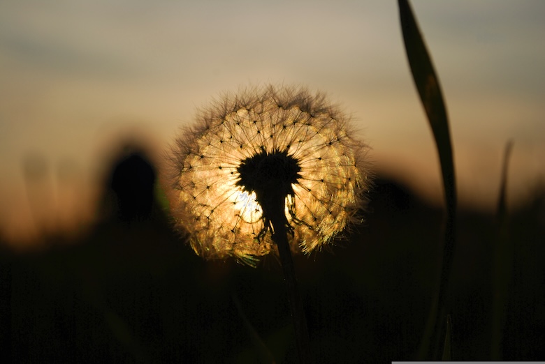 Dmuchawiec części IFS